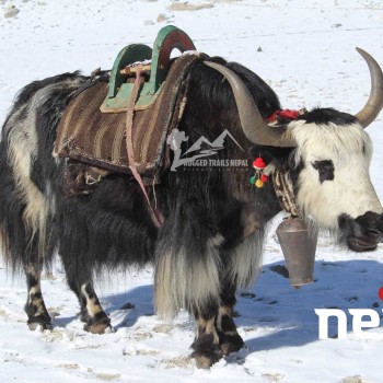 mount everest base camp trek 14 days nepal